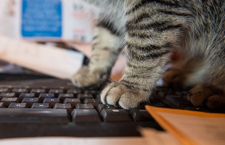 Svetlana the cat's paws on a computer keyboard