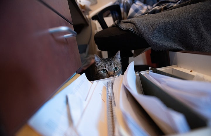 Svetlana the cat peering out from behind an opened file cabinet drawer