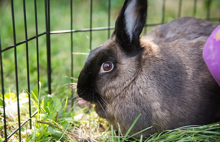 Fauna, the now happily adopted rabbit