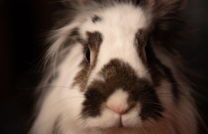 Close-up of the face of a spotted rabbit