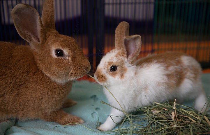 Brown and white baby bunny next to an adult brown rabbit