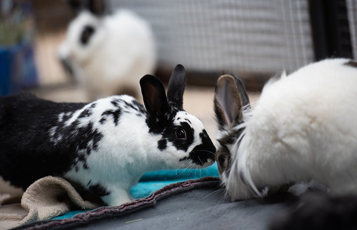 Pair of bonded rabbits