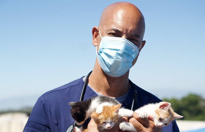 Dr. Kwane Stewart holding a litter of three kittens