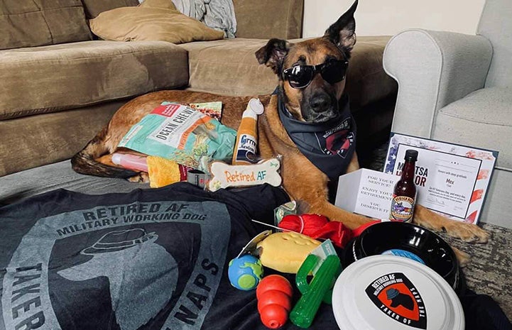Former military dog wearing glasses and surrounded by items donated to him