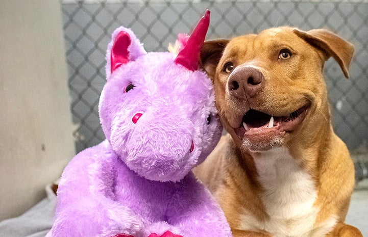 Sisu the dog next to her purple unicorn plush toy