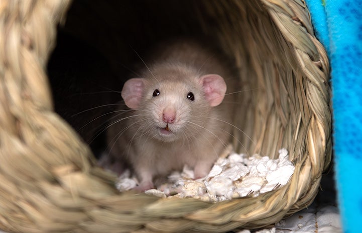 Falcon the rat looking out of a basket