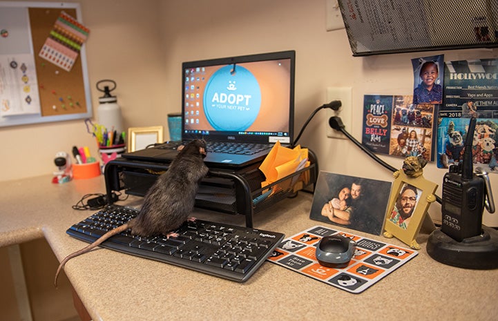 Hawk the rat on a computer keyboard looking at the monitor that says Adopt 