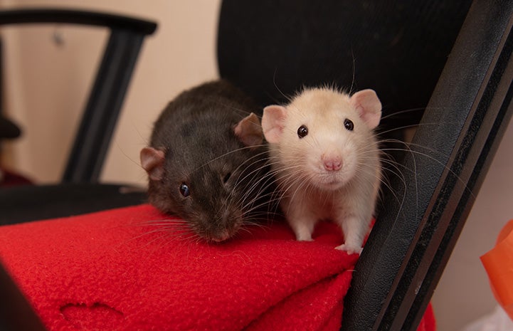 Hawk and Falcon the rats next to each other on an office chair