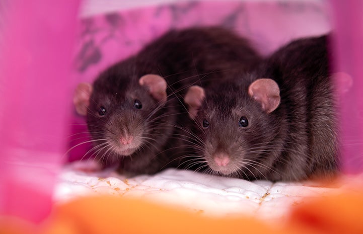 13 adoptable rats and mice | Best Friends Animal Society