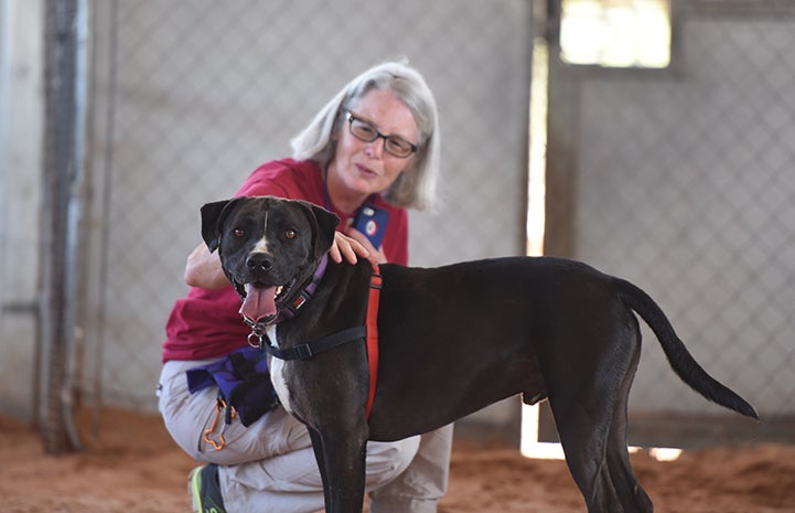 Sosa, a black and white Labrador retriever mix, in front of caregiver Jane