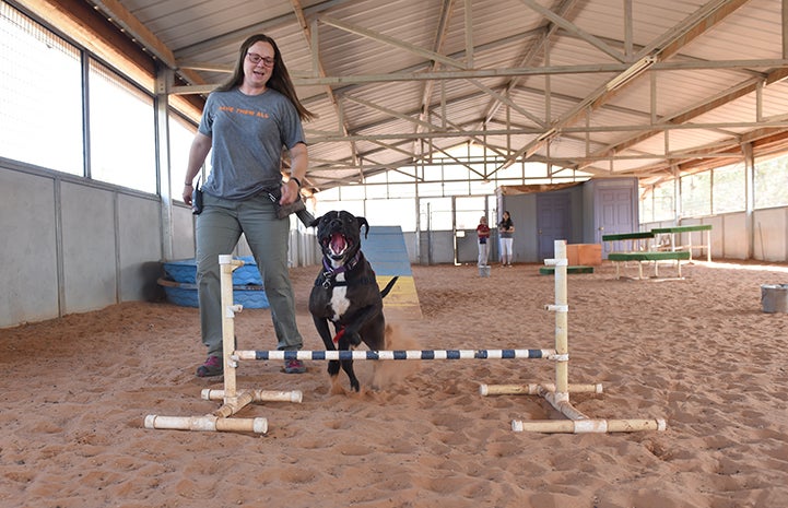 Sosa, a black and white Labrador retriever mix, jumping while doing the agility course