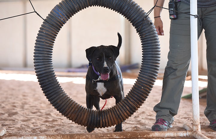 Sosa, a black and white Labrador retriever mix, jumping through the hoop in agility