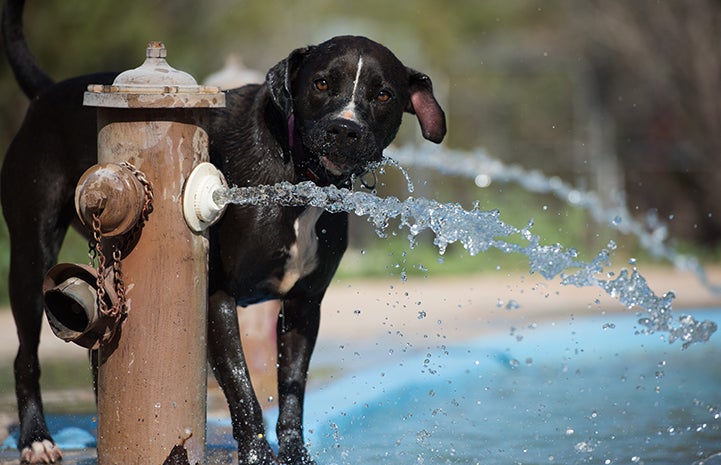 Sosa, a black and white Labrador retriever mix, in a pool of water being a hydrant spouting water