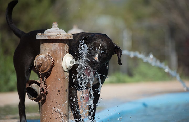 Sosa, a black and white Labrador retriever mix, playing in the water coming out of a hydrant