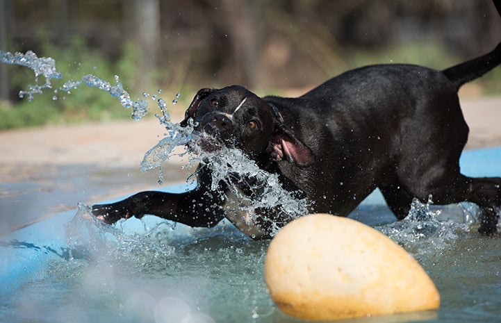 Sosa, a black and white Labrador retriever mix, playing with the water in a pool