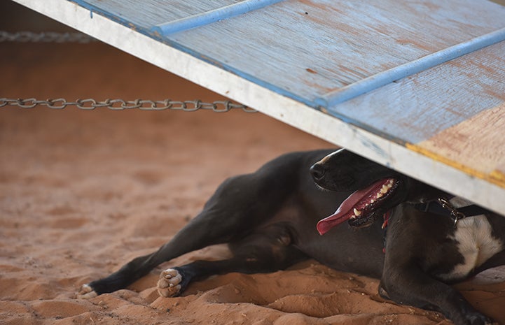 Sosa, a black and white Labrador retriever mix, under the A-frame after agility