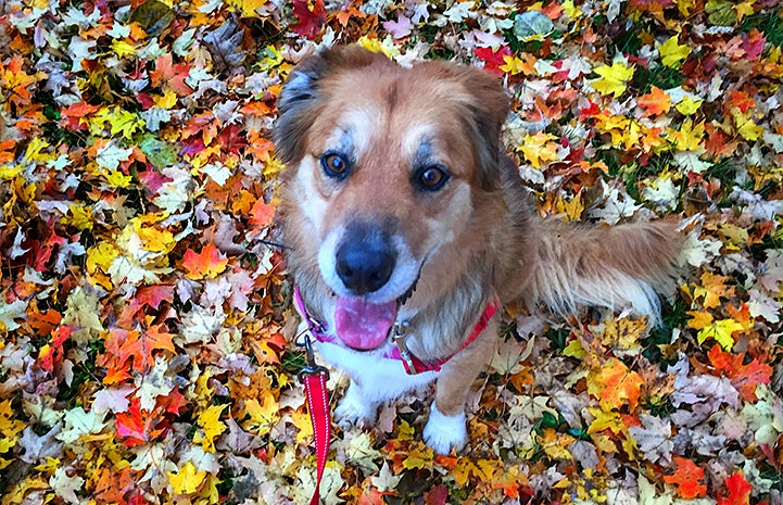 Lego the dog surrounded by fall colored leaves on the ground