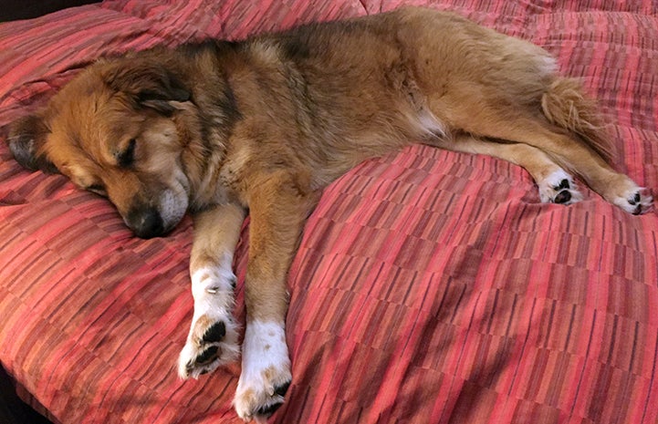 Lego the dog sleeping on a bed