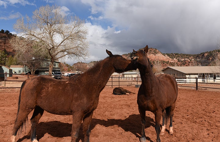 In spirit, Sid has always scored a 10, and now, with his much-improved health and his new equine friends, he’s loving his second childhood at the Sanctuary