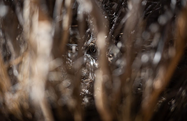 Roadrunner eye peeking out from behind branches