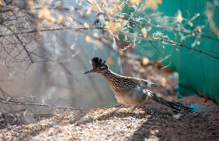 Roadrunner within an enclosure