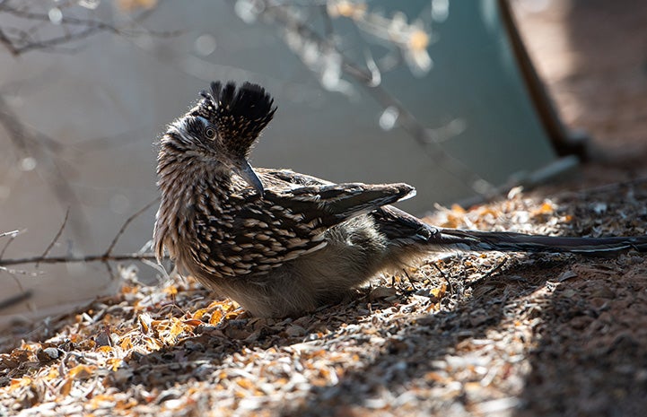 Roadrunner lying on the ground