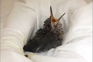 Baby hummingbird lying in a cloth bed with mouth open