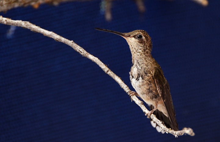 Hummingbird standing on a branch