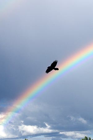 Rehabilitated raven flying in front of a rainbow