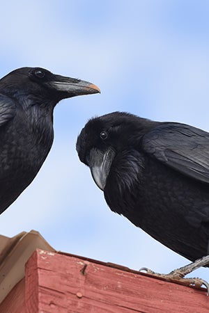 Pair of rehabilitated ravens