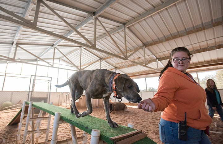 Woman wearing an orange Best Friends sweatshirt leading a brindle dog over a see saw in agility 