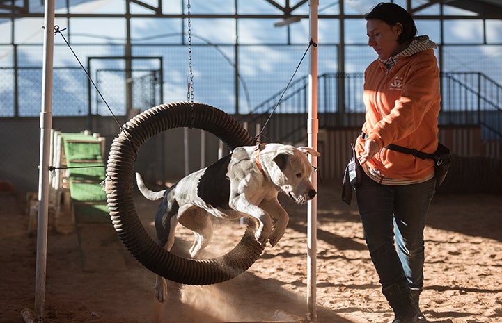 Woman directing black and white dog to jump through hoop in agility course