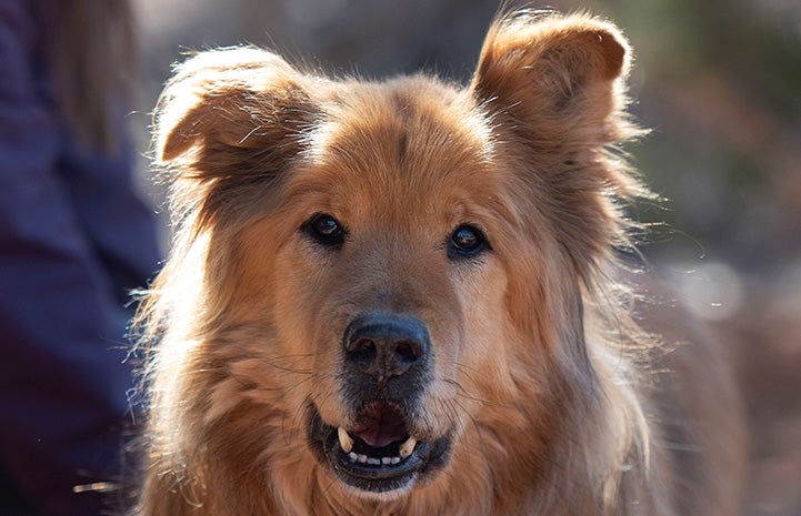 A photo of Jacko the Chow dog's face looking directly at the camera