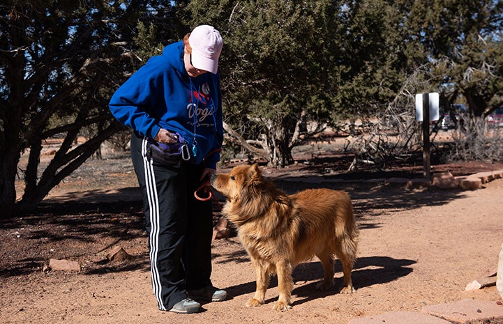 Jacko the Chow dog out on a walk with a woman who is reaching into a pouch to give him a treat