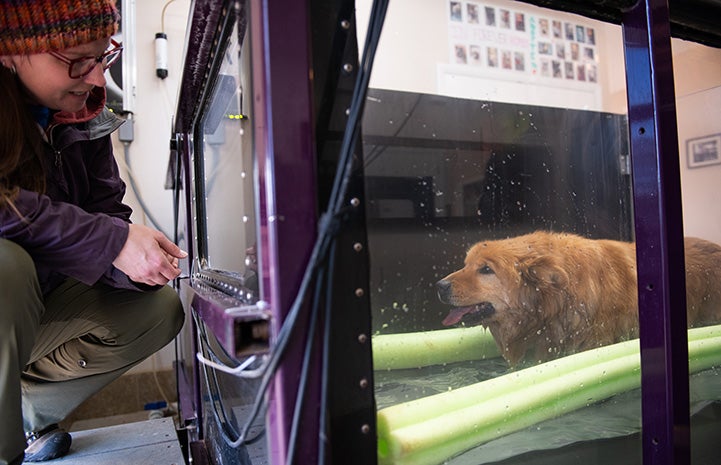 Jack the Chow dog undergoing hydrotherapy with caregiver Jess