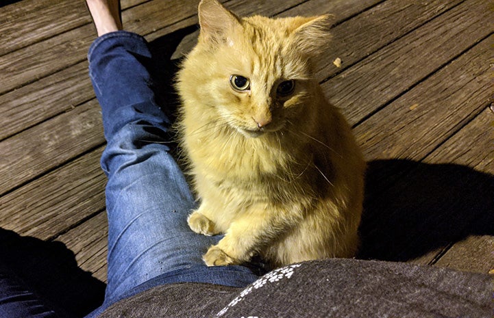 Orange tabby cat on the side of a person's lap