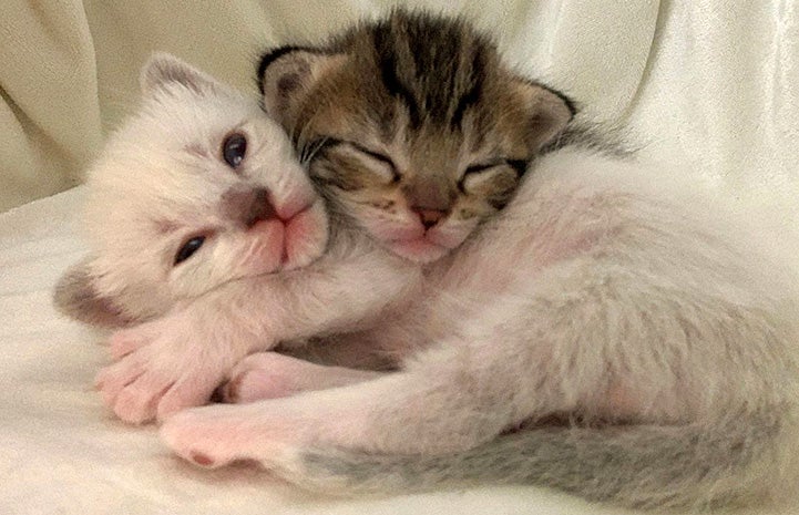 Very young kittens, Hei Hei and Pua