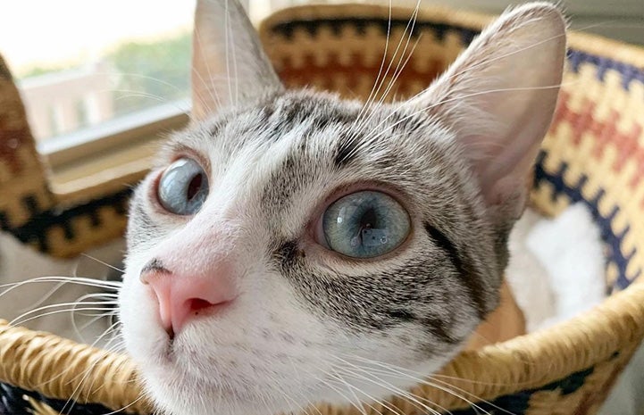 Blue-eyed Moana the cat with head coming up from lying in a basket