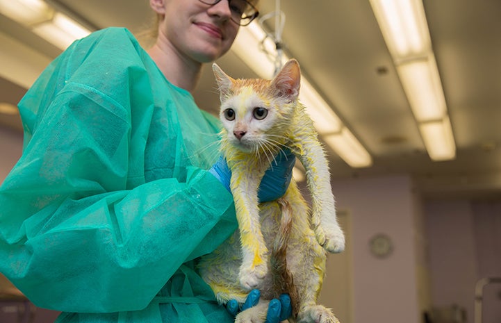 A cat being held while in the process of getting ringworm treatment