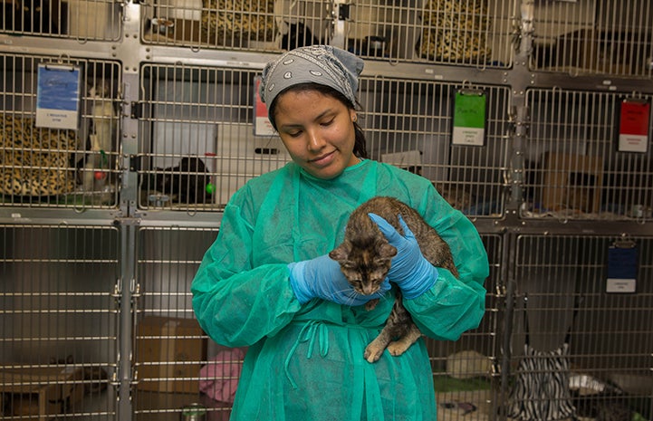 Women in protective clothing holding a cat with ringworm in front of some cat kennels