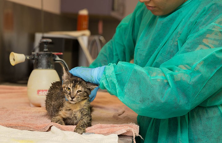 Person in a green gown and blue rubber gloves administering treatment to a cat with ringworm