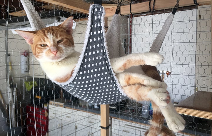 Sweet Pea the orange tabby with white cat, lying in a hammock