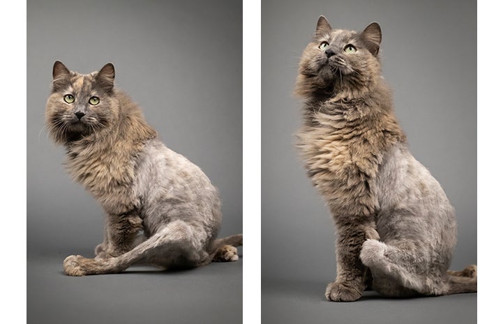 Two photos of Rogue, a long-haired dilute calico cat who has a lion cut