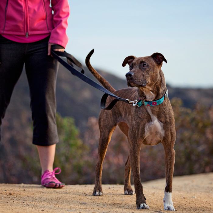 Girl getting ready to go on a run with a dog