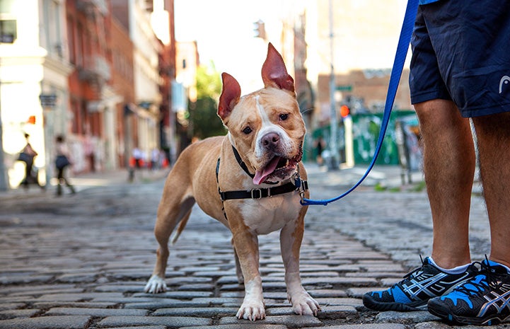 Ruthie, a tan and white pit bull terrier type dog with upright ears, out for a walk