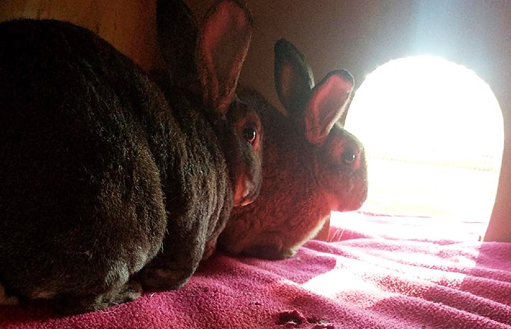 Nancy and Rusty the rabbits couldn’t be a more perfect pair