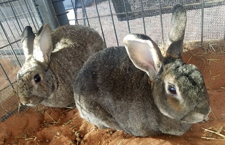The two bunnies, Rusty and Nancy, have an “ideal bond”