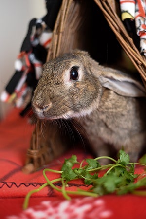 Rusty the rabbit looked like he was clubfooted, though that wasn’t his exact condition