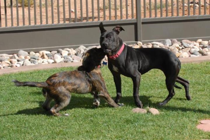 Mya the Vicktory dog socializing a puppy