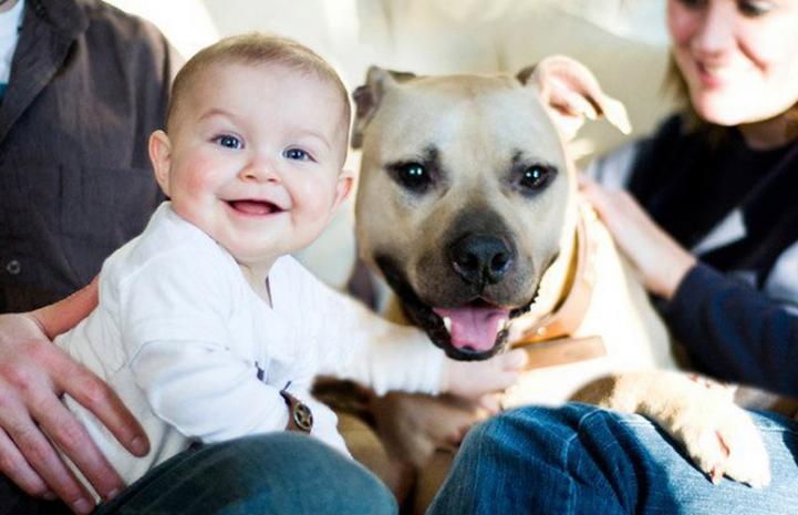 Handsome Dan, a dog rescued from Michael Vick